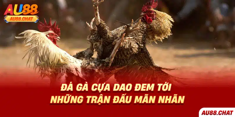 Đá gà cựa dao đem tới những trận đấu mãn nhãn